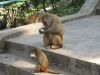 Opičky na schodech